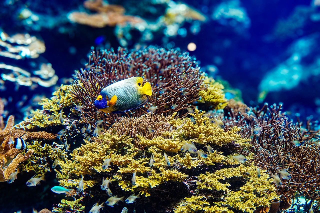 Blueface angelfish swimming over a coral reef in Okinawa's clear waters